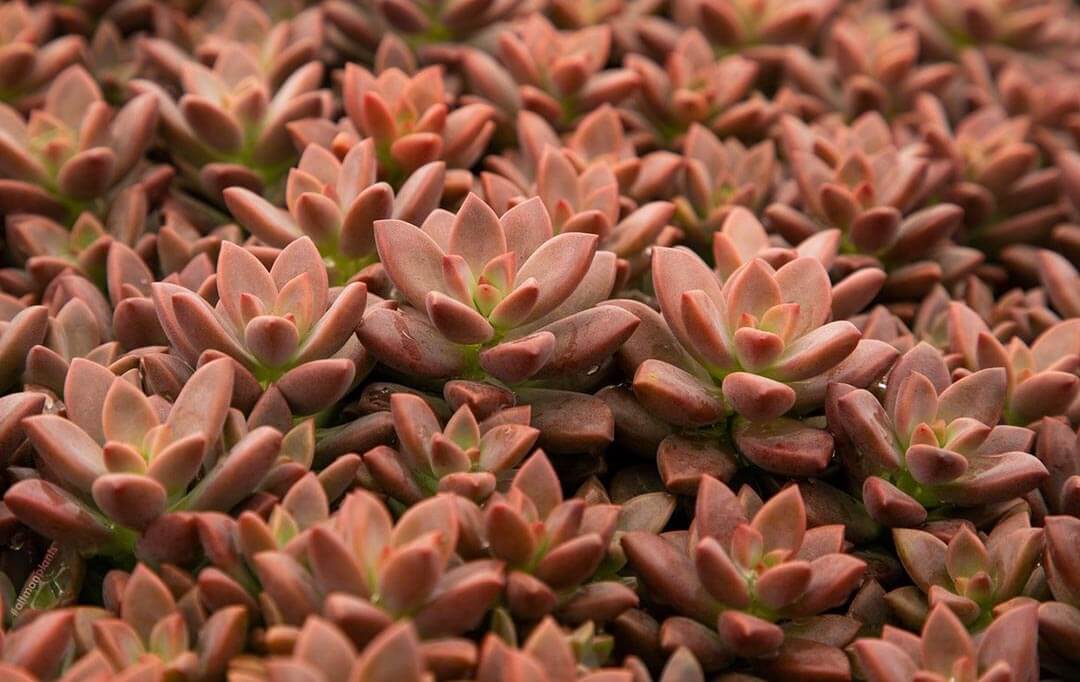 Graptosedum Vera higgins